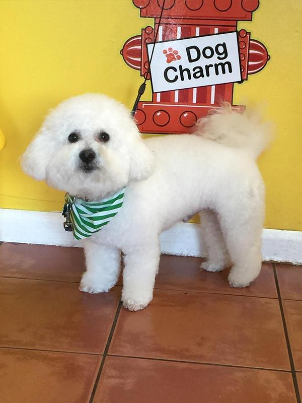 Dog Charm Pet Grooming