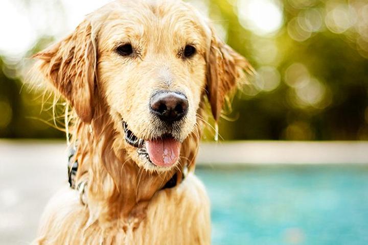 Directory of Veterinarians in Orlando, FL - BringFido Directory of Veterinarians in Orlando, FL - BringFido