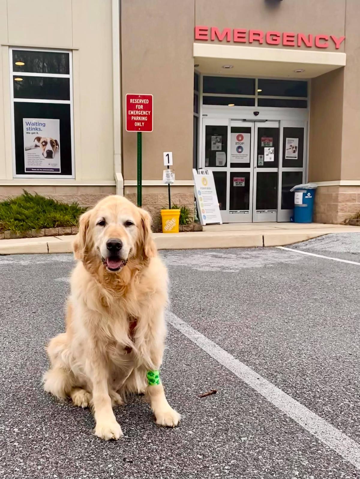 Hope Veterinary Specialists