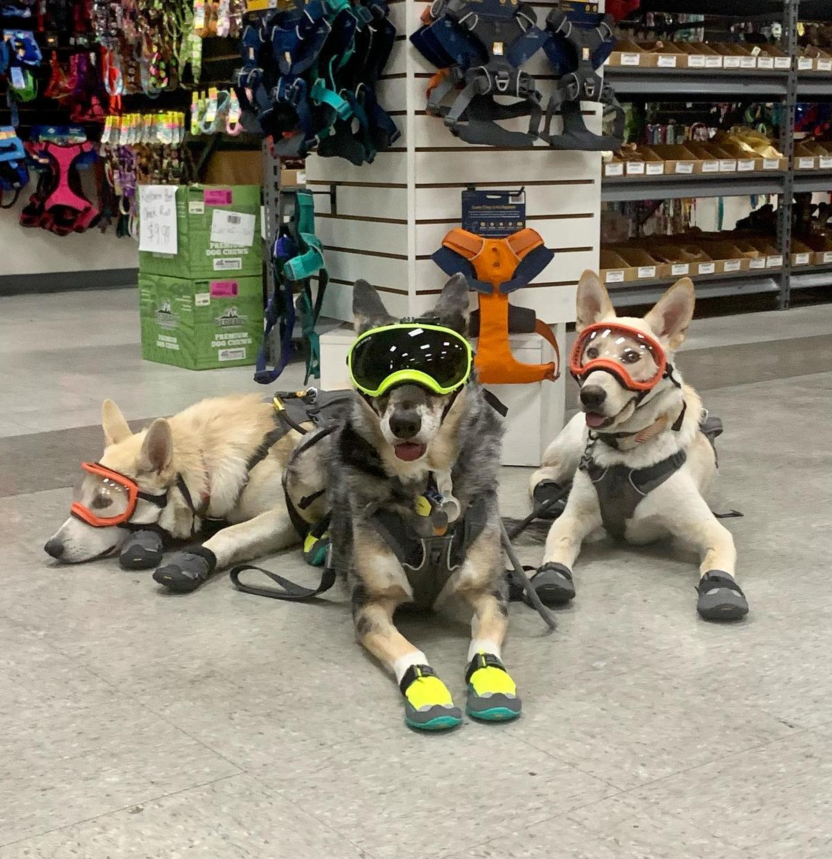 Dog sales supply outlet