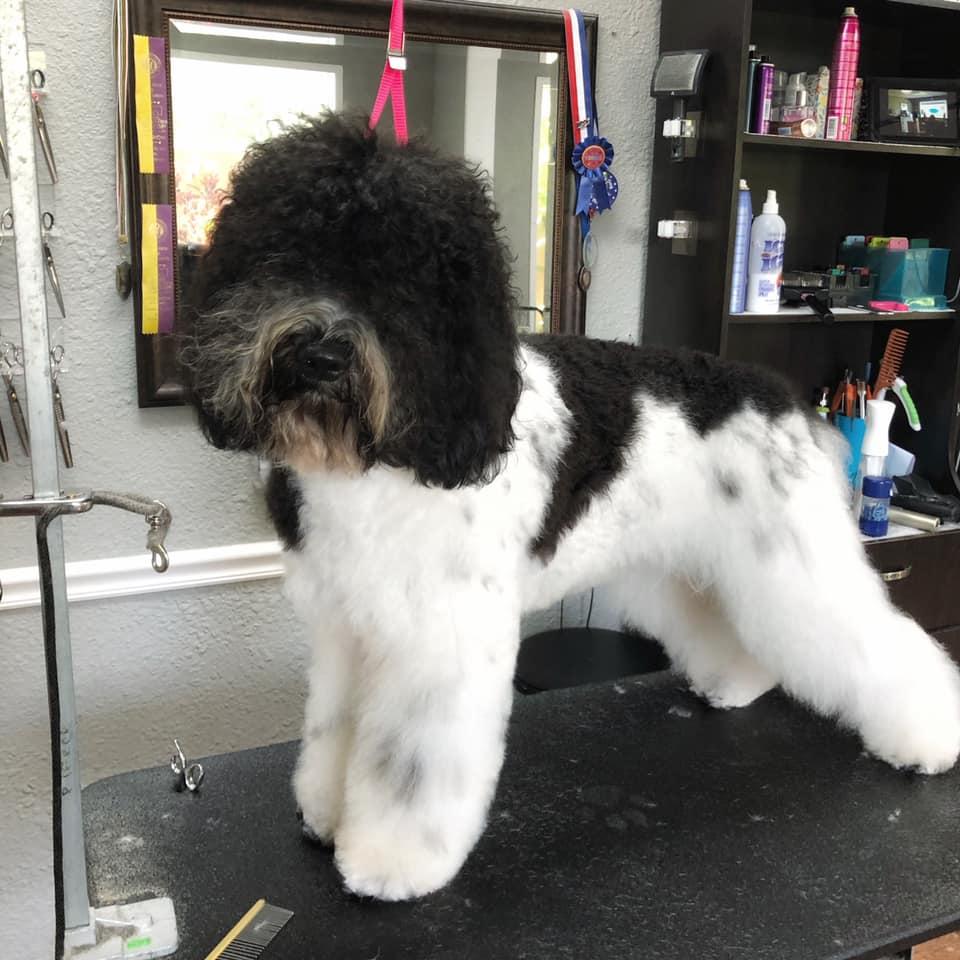 Pet Friendly Fetching Canine Grooming and Boutique