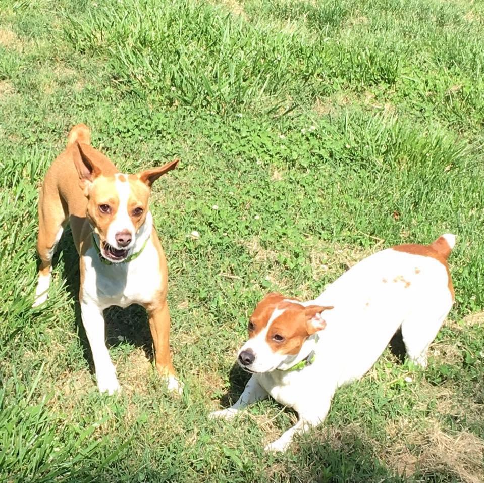 Shady Oaks Boarding Kennel