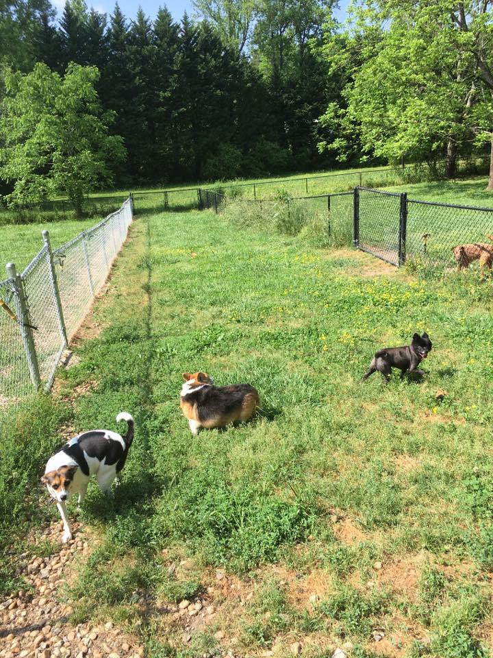 Shady oaks dog kennel cheap
