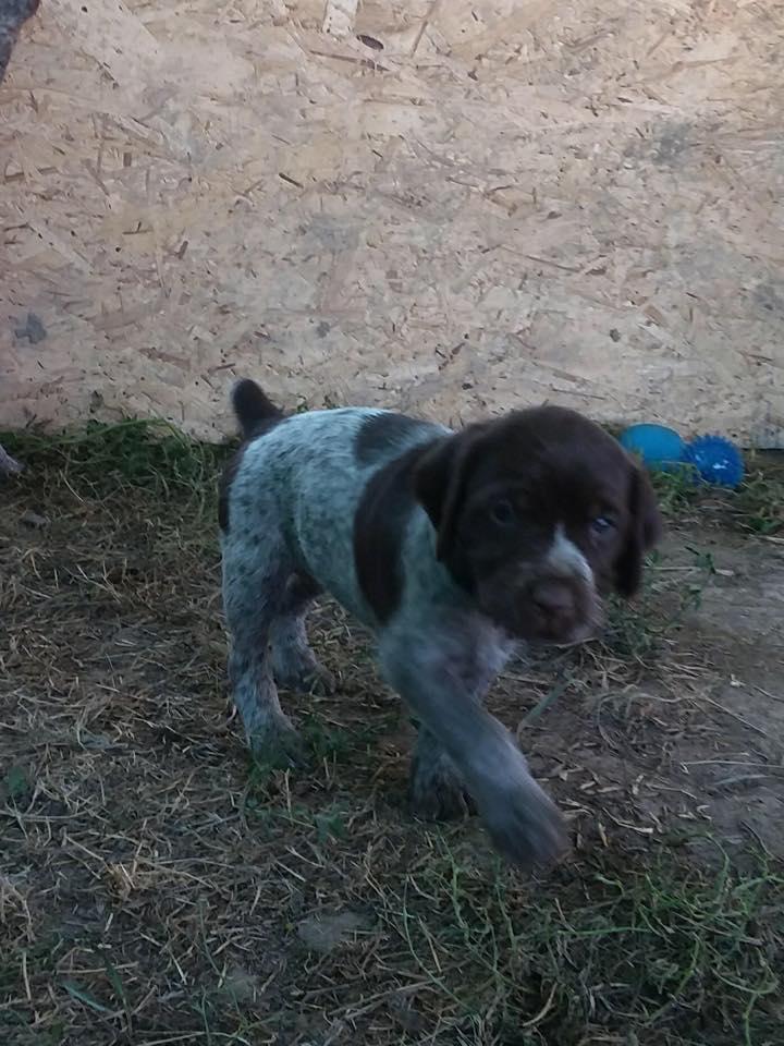 Thunder kennels sale