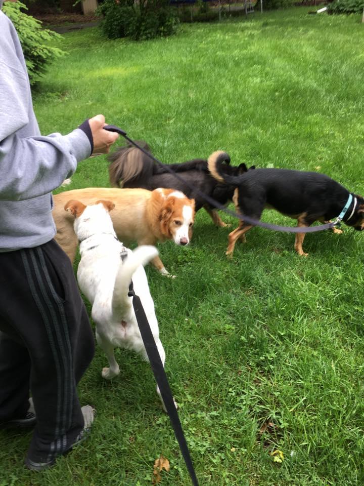Trails and tails shop pet care