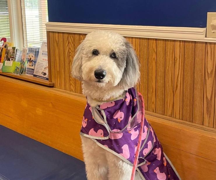 Pet Friendly Ocoee Animal Hospital