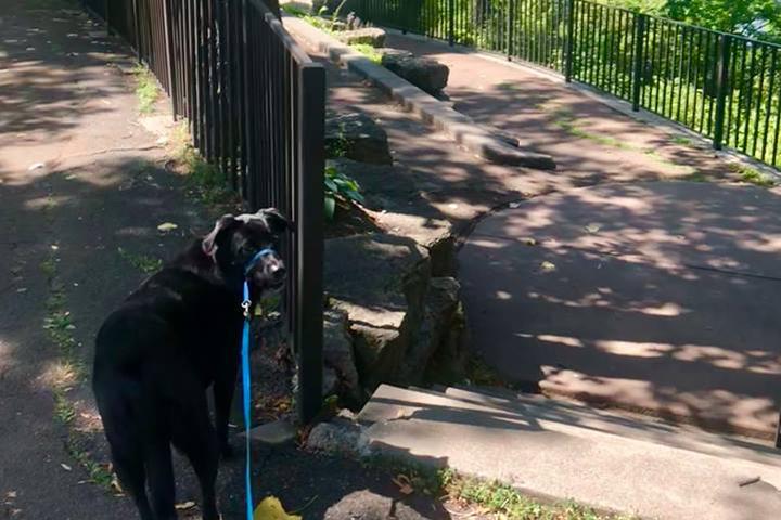 Pet Friendly Twin Cities Dog Walking & Pet Sitting