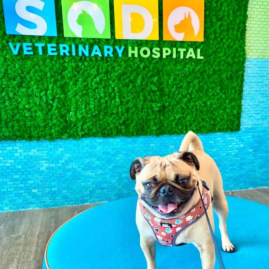 Pet Friendly SODO Veterinary Hospital