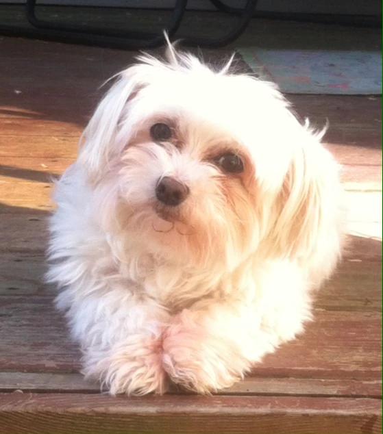 Mt 2024 top havanese