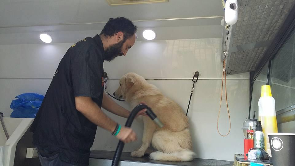 Dog shop grooming places