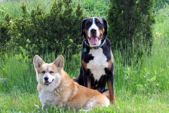 Pet Friendly Canine Guidance Center