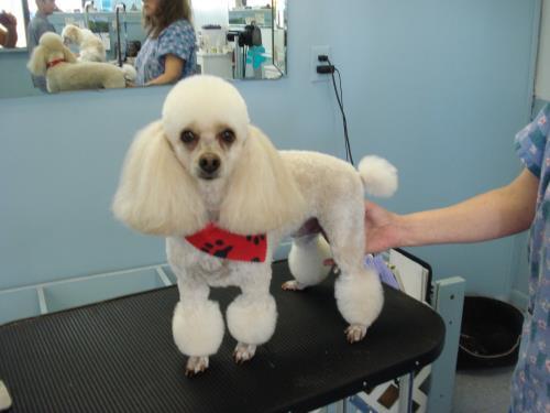 A Tender Touch Dog Grooming