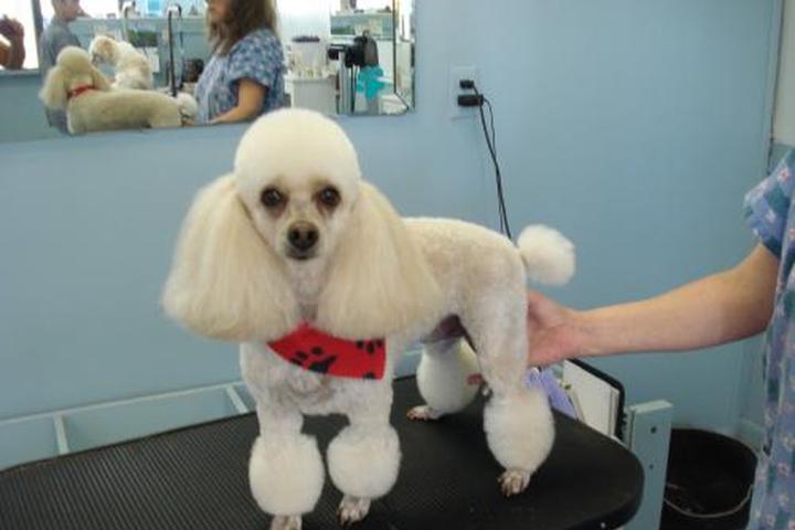 Pet Friendly A Tender Touch Dog Grooming