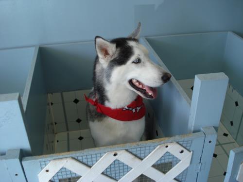Tender touch dog deals grooming