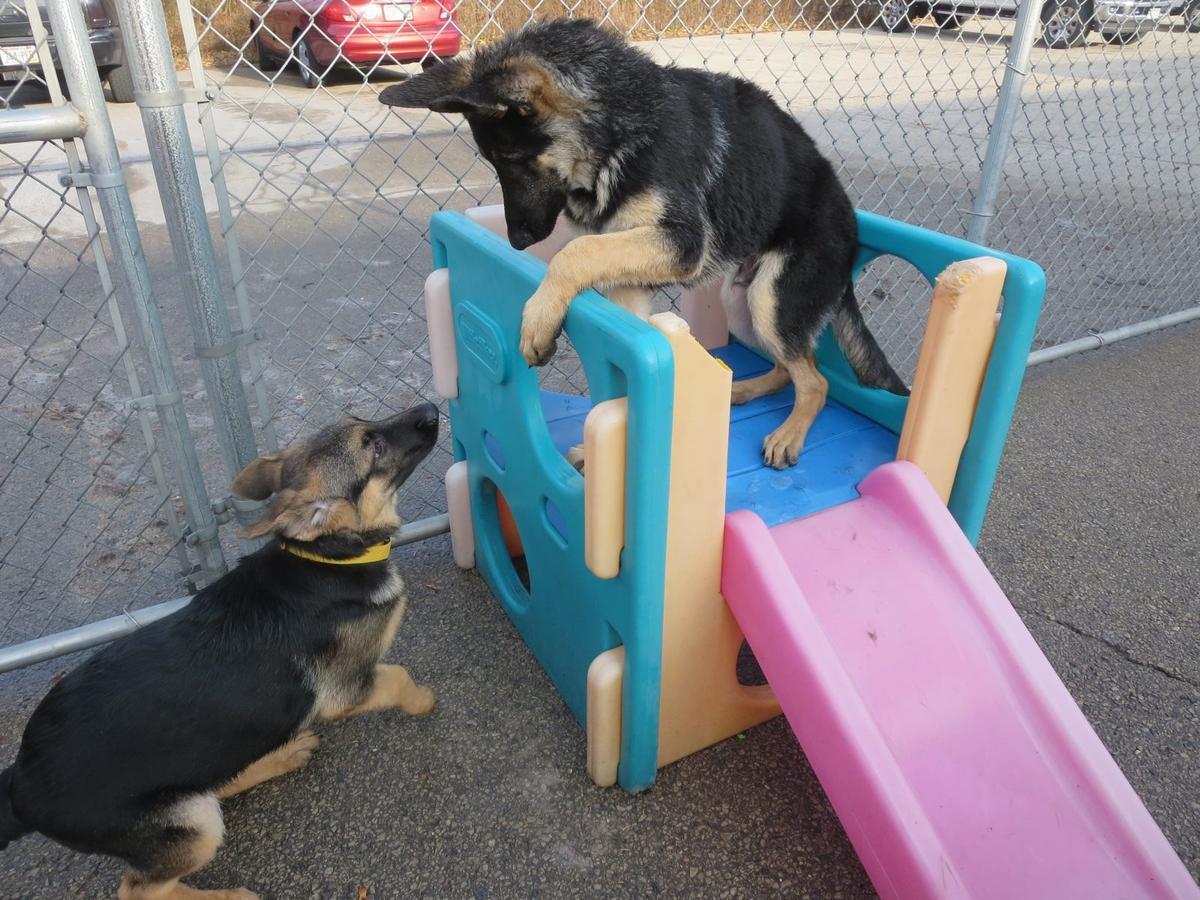 Directory Of Doggie Daycare Boarding In Delray Beach Fl Bringfido
