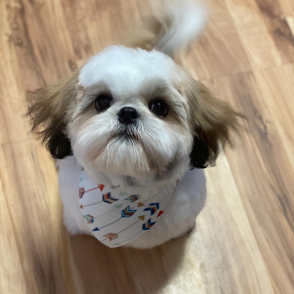 Perfect Love Pet Grooming