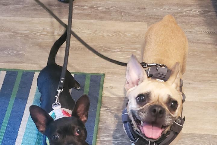 Pet Friendly Rocky & Lela's Barkery and Boutique