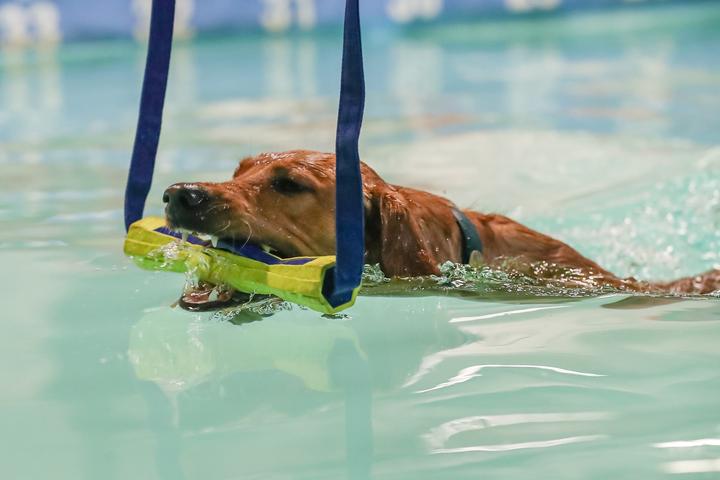 Pet Friendly Paws Aquatics Water Sports and Rehab