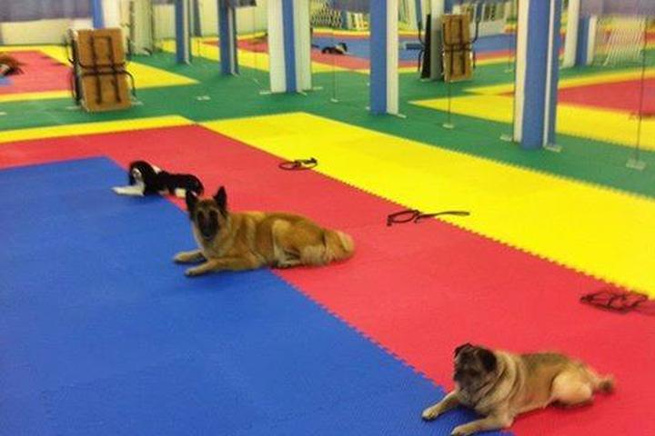 Pet Friendly Shadyrock School for Dogs