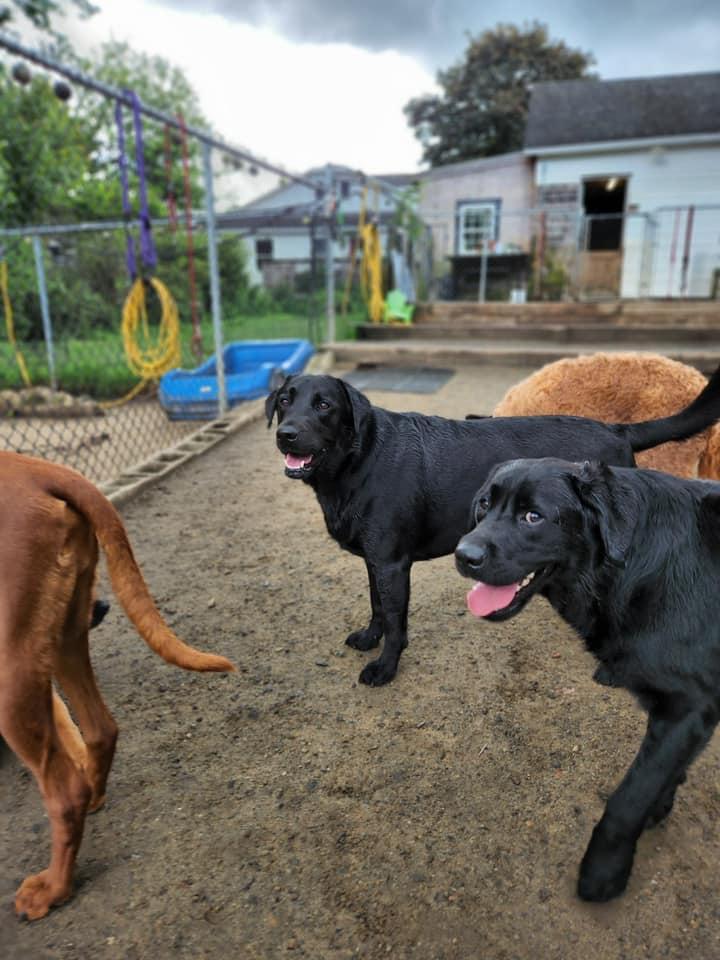 Pet Friendly Stand By Me Dog Daycare