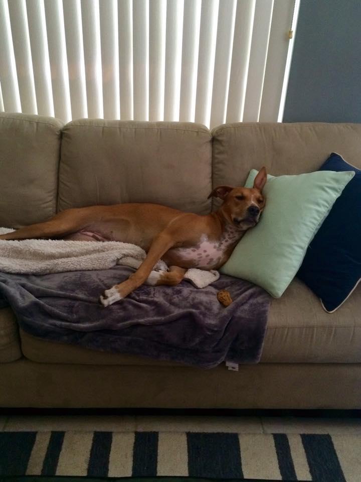 Dana's Gone To The Dogs! Concierge pet care.