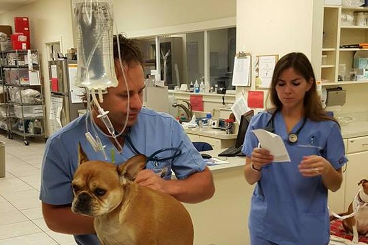 Pet Friendly Lauderdale Veterinary Specialists