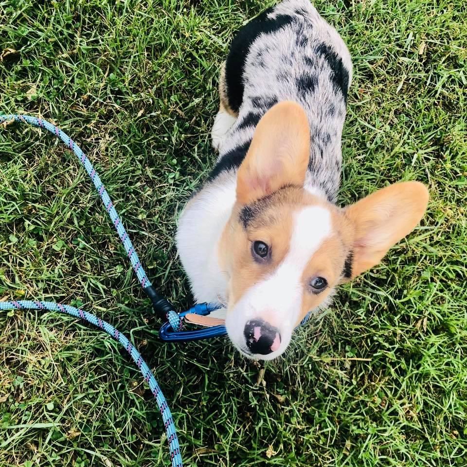 Clip 'N Dip Professional Pet Grooming By Lynn