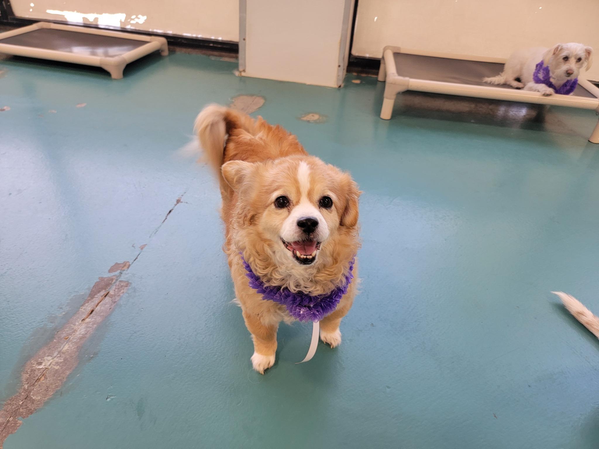 Pet Friendly Wag Hotels Santa Clara