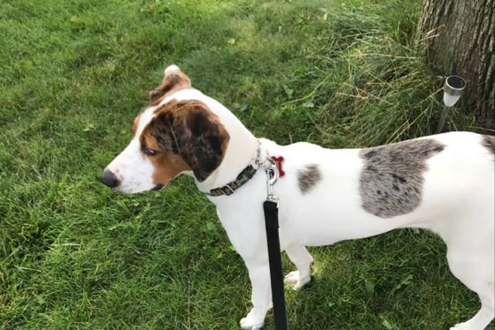 Directory of Pet Sitters & Dog Walkers in Libertyville, IL - BringFido Directory of Pet Sitters & Dog Walkers in Libertyville, IL - BringFido