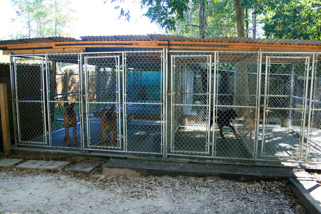 Evolution kennels 2025