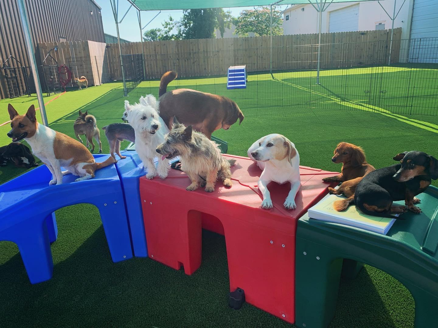 Directory Of Doggie Daycare Boarding In Chesapeake Va Bringfido