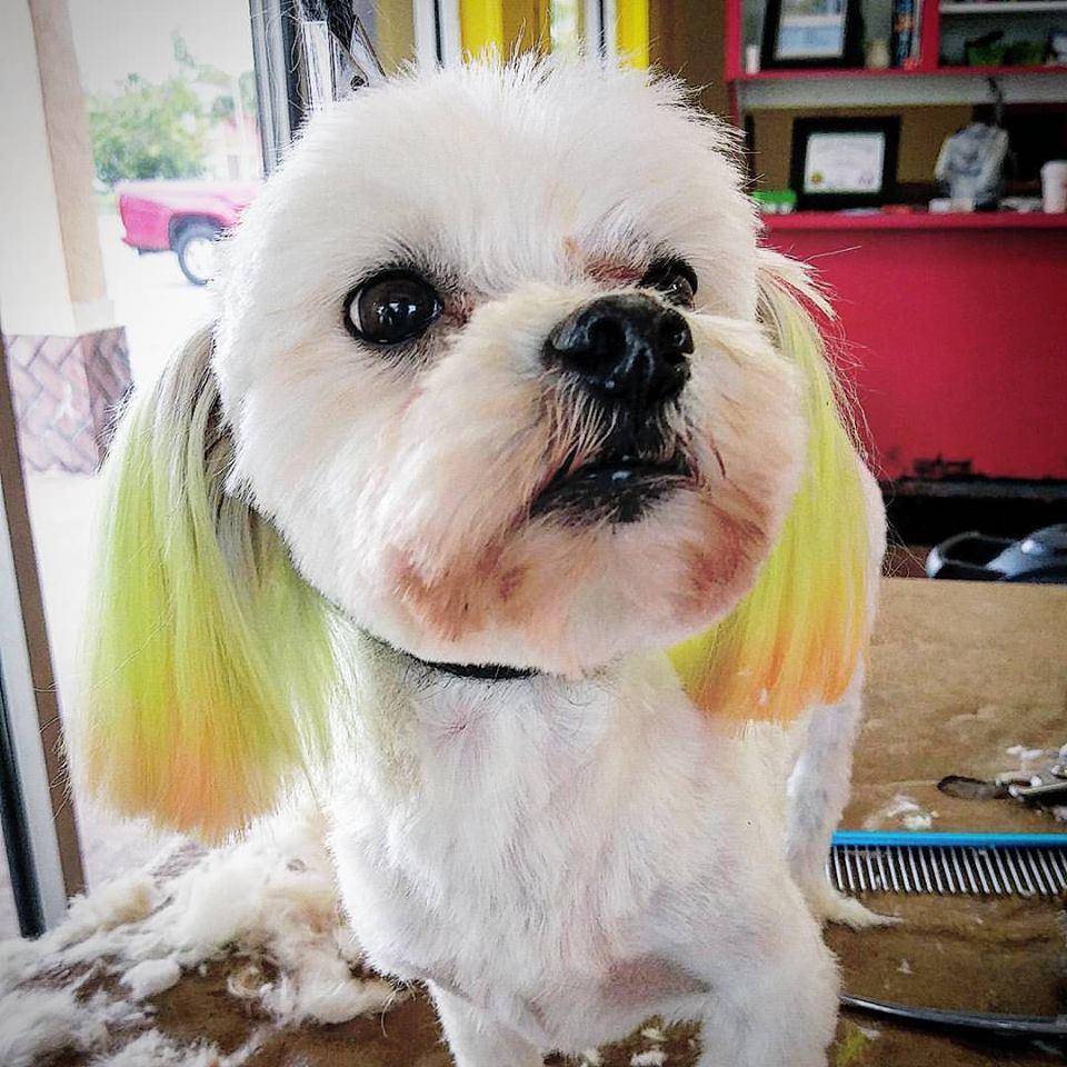 Ashley's Pack Grooming