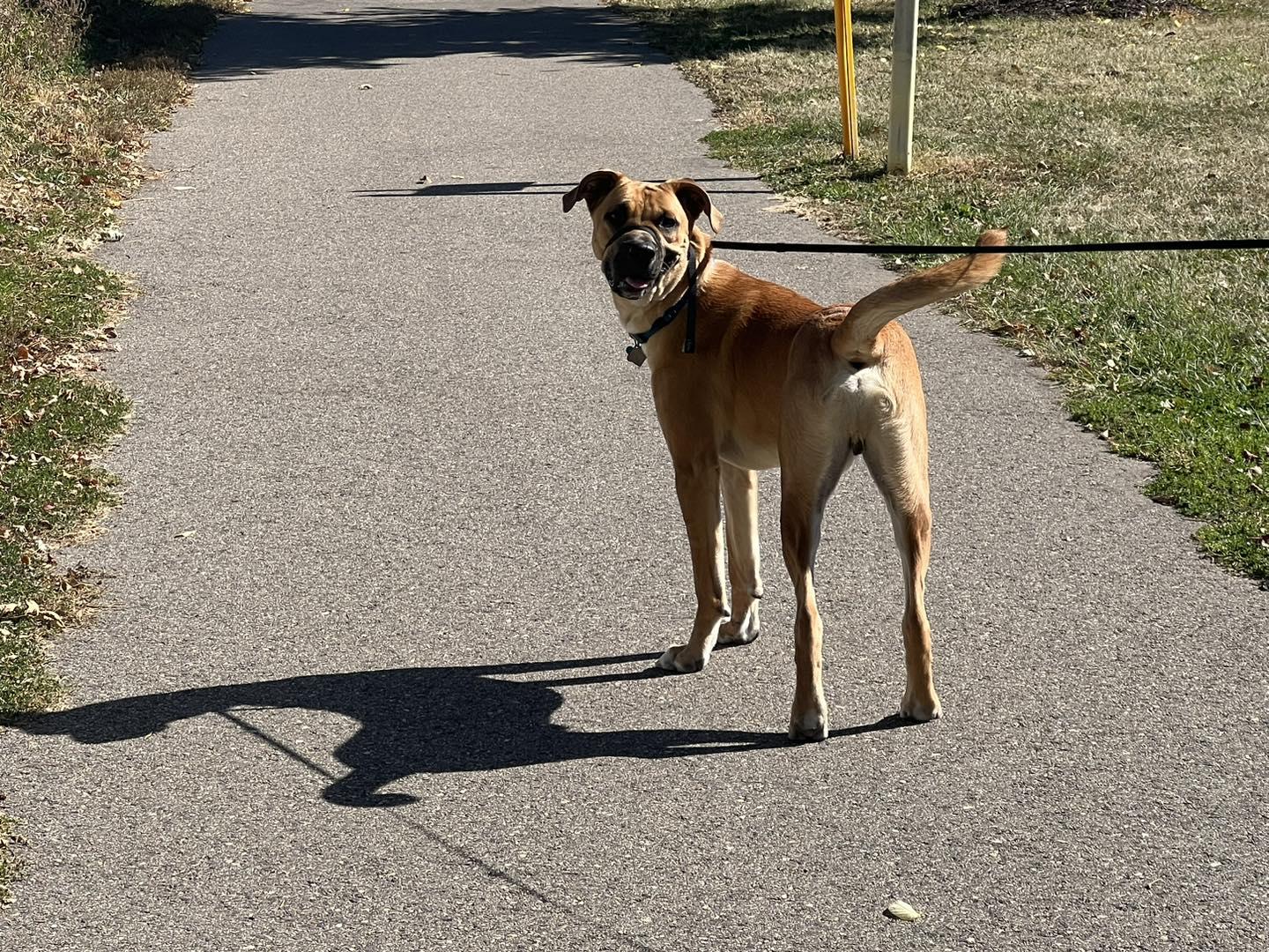 Pet Friendly Fuzzy Critter Sitters