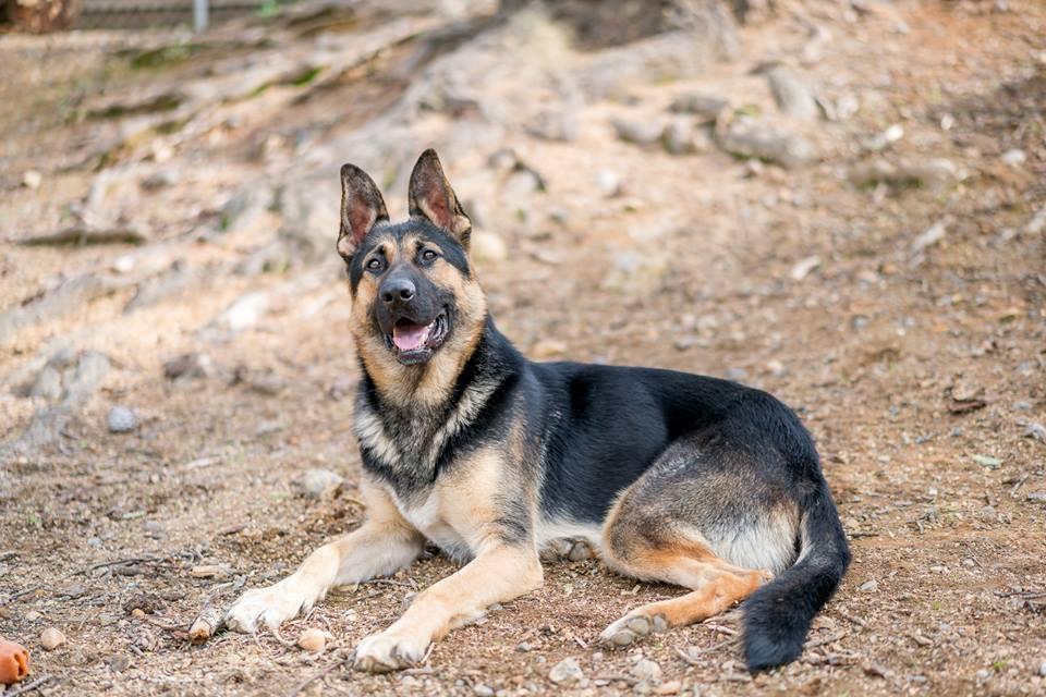 Bay area top shepherd rescue