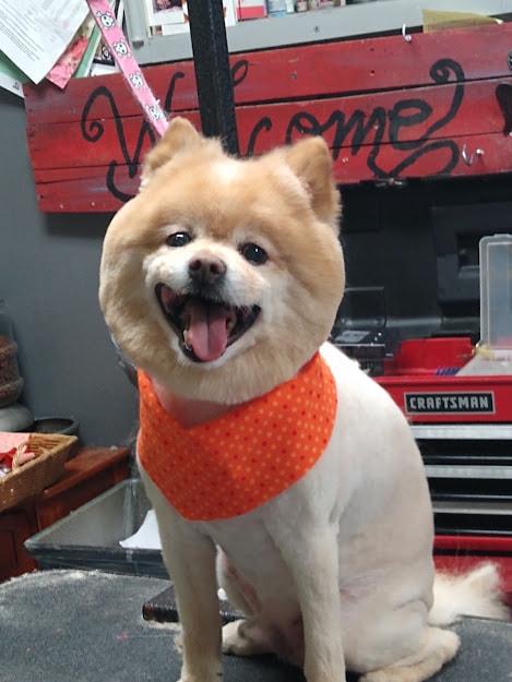 Boo grooming hotsell