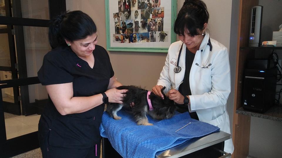 Pet Friendly White Sands Animal Clinic