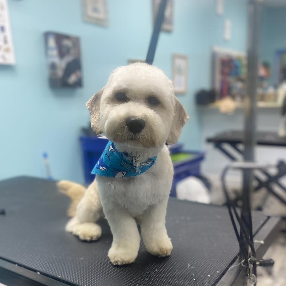 Shaggy Chic Dog Grooming And Boutique
