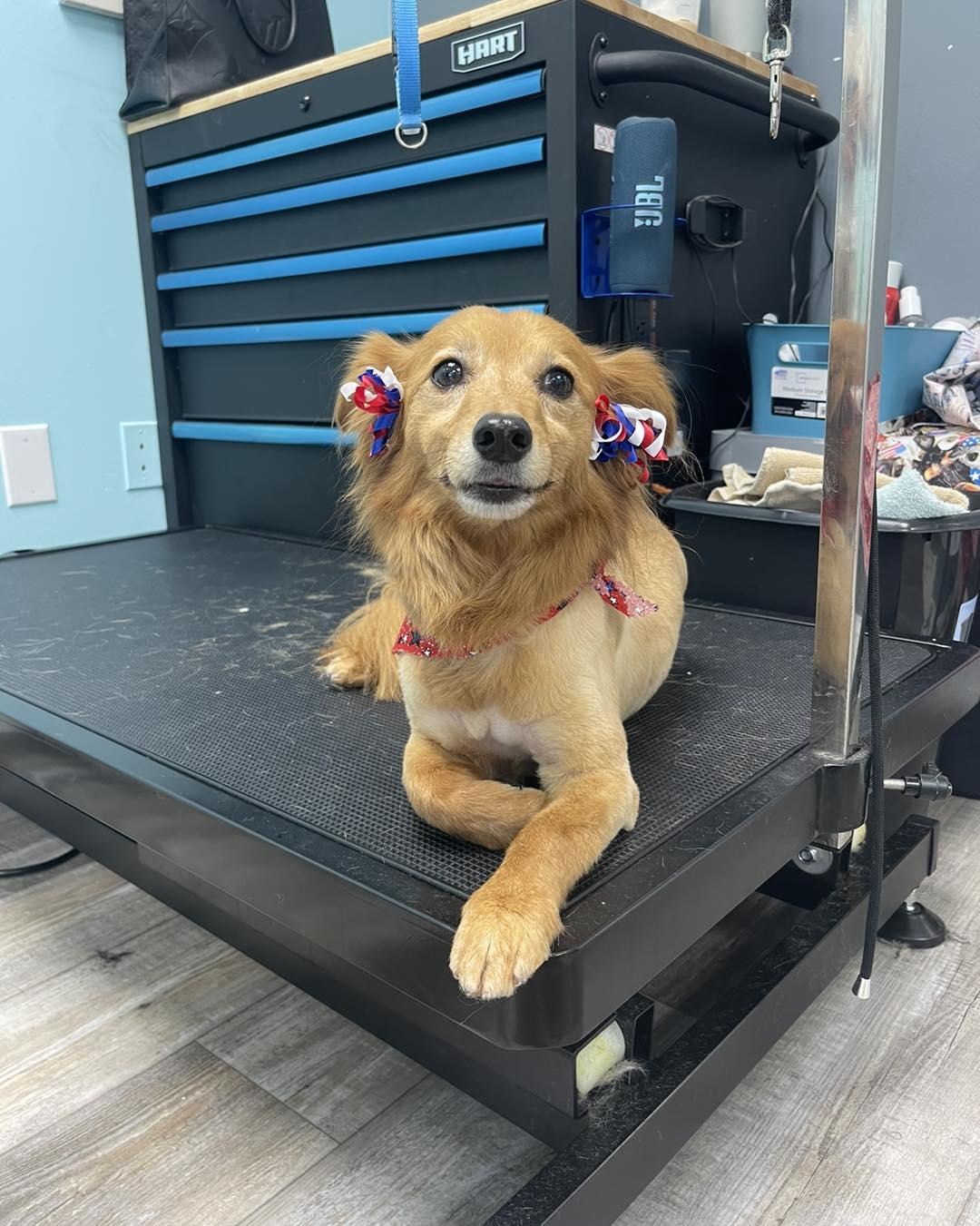 Shaggy chic hotsell dog grooming