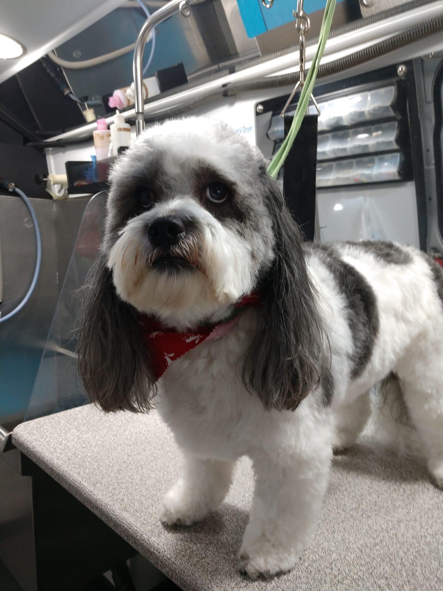 Pet Friendly Wags & Whiskers Pet Grooming
