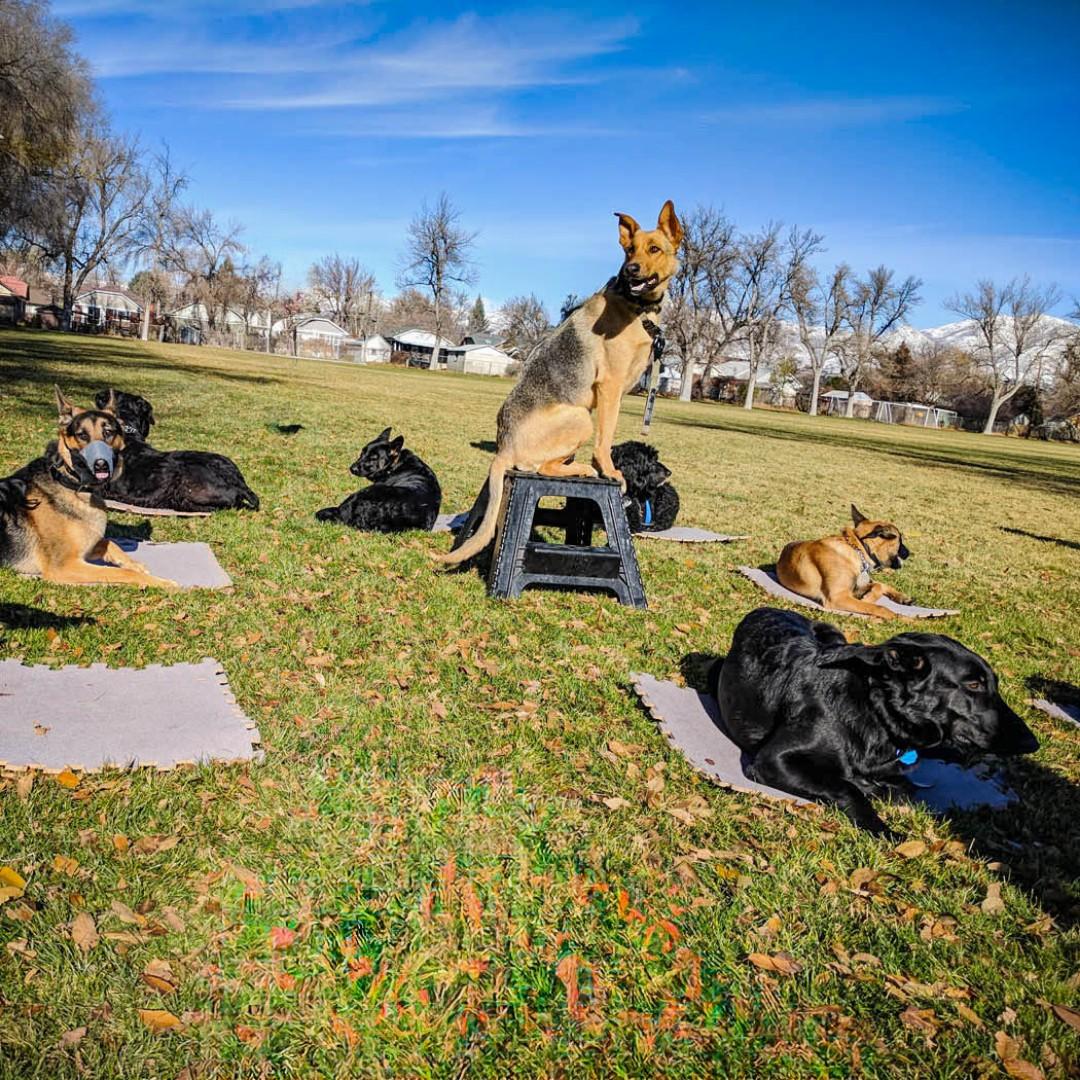Pet Friendly Dog Training Elite Provo