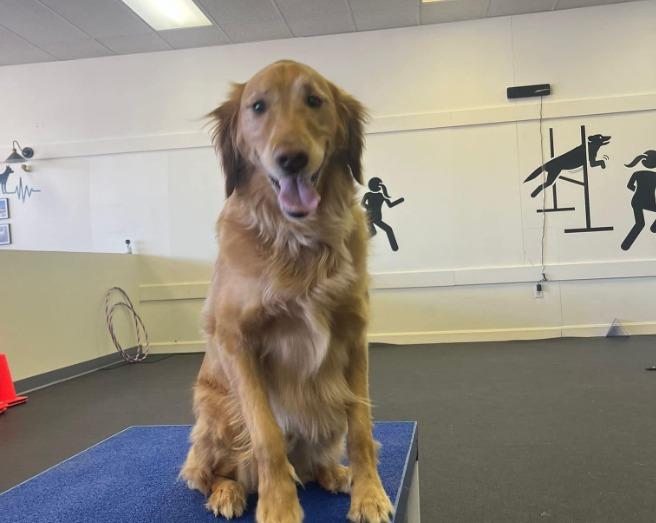 Pet Friendly Dog Agility and Cafe