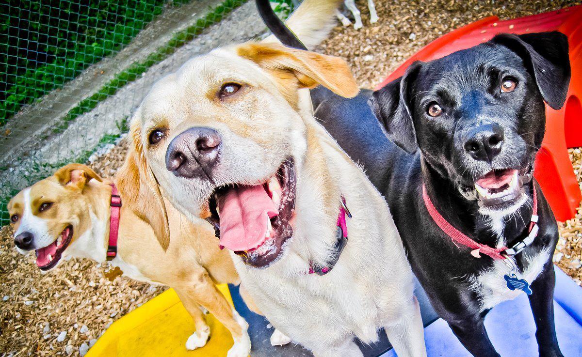 Karnik Pet Lodge at Central Avenue