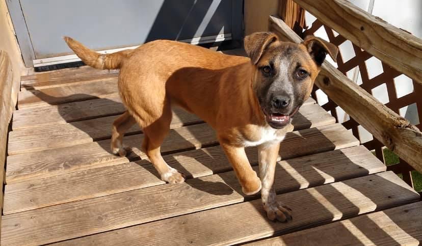 Animal Shelter Colorado Springs Volunteer