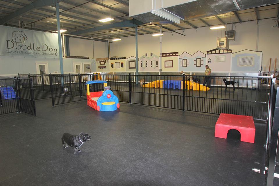 Indoor dog best sale daycare near me