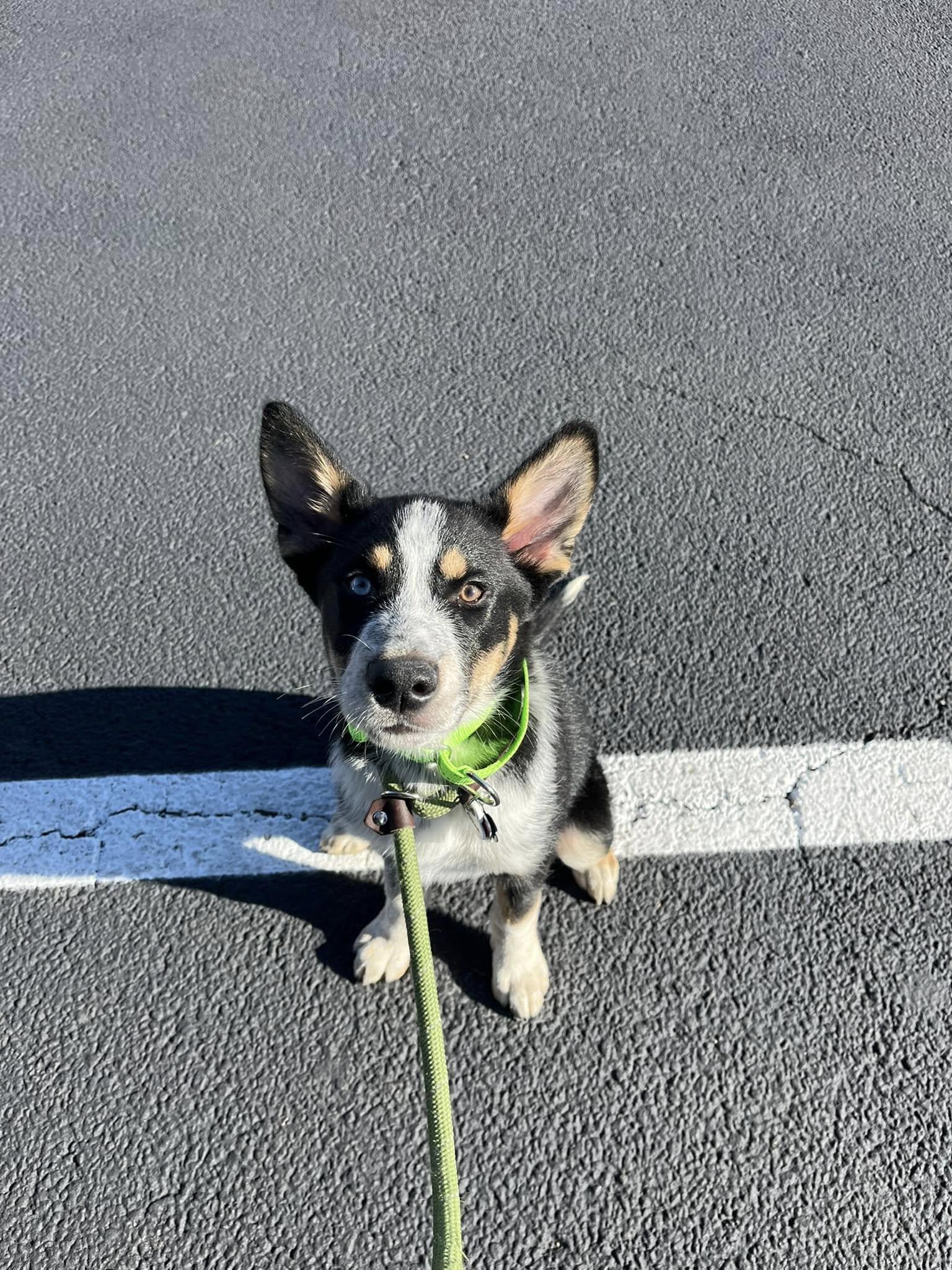 Pet Friendly Texas Round Up Animal Alliance