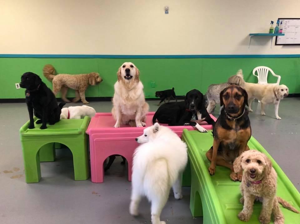 Pet Friendly Augusta Dog Training and Daycare
