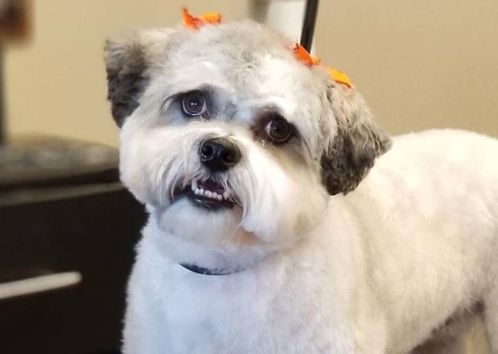 Pet Friendly Wags and Whiskers Pet Salon