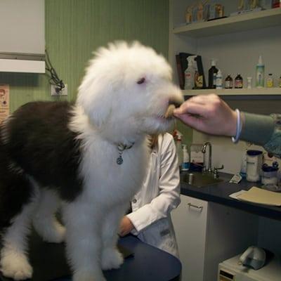 bienville animal clinic