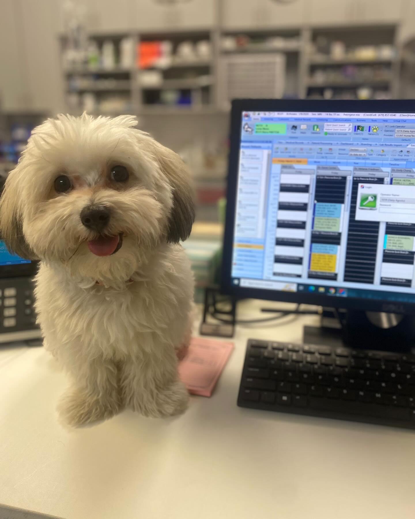Pet Friendly Westside Veterinary Center