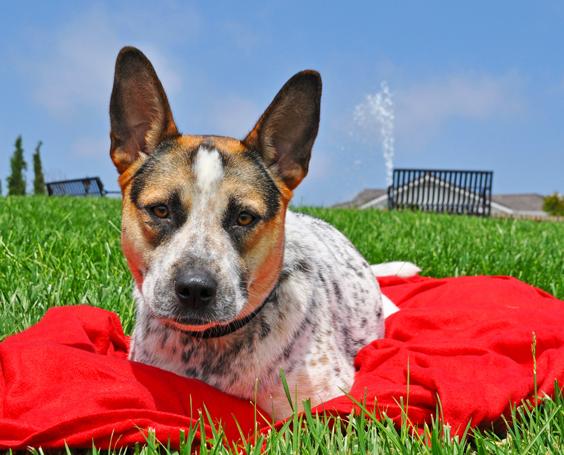 Wagging sales dog rescue